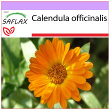 SAFLAX  - Ringelblume - Calendula - 50 Samen