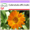 SAFLAX  - Ringelblume - Calendula - 50 Samen 1