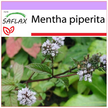 SAFLAX  - Pfefferminze - Mentha - 300 Samen