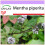 SAFLAX  - Pfefferminze - Mentha - 300 Samen 1