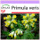 SAFLAX  - Schlüsselblume - Primula - 100 Samen 1