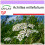SAFLAX  - Schafgarbe - Achillea - 200 Samen 1