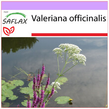 SAFLAX  - Baldrian - Valeriana - 200 Samen
