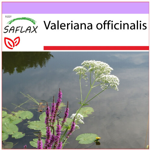 SAFLAX  - Baldrian - Valeriana - 200 Samen