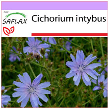 SAFLAX  - Wegwarte - Cichorium - 250 Samen