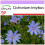 SAFLAX  - Wegwarte - Cichorium - 250 Samen 1