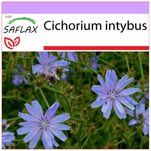 SAFLAX  - Wegwarte - Cichorium - 250 Samen