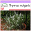 SAFLAX  - Thymian - Thymus - 200 Samen 1