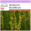 SAFLAX  - Königskerze - Verbascum - 500 Samen 1