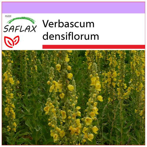 SAFLAX  - Königskerze - Verbascum - 500 Samen