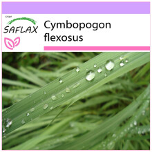 SAFLAX  - Zitronengras - Cymbopogon - 50 Samen