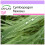 SAFLAX  - Zitronengras - Cymbopogon - 50 Samen 1