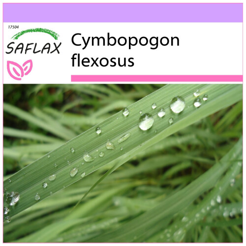 SAFLAX  - Zitronengras - Cymbopogon - 50 Samen
