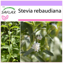 SAFLAX - Chanvre d'eau - 100 graines - Stevia rebaudiana