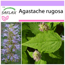 SAFLAX  - Koreanische Minze - Agastache - 1200 Samen