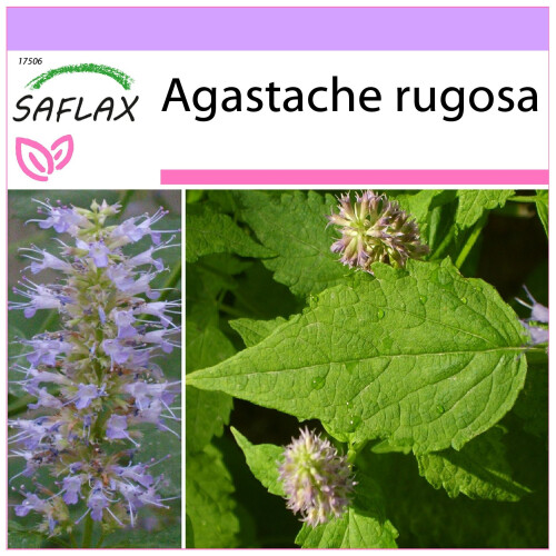 SAFLAX - Menthe de Corée - 1200 graines - Agastache rugosa