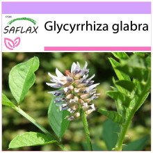 SAFLAX  - Süßholz - Glycyrrhiza - 30 Samen