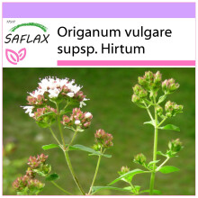 SAFLAX  - Griechischer Oregano - Origanum - 600 Samen