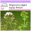 SAFLAX  - Griechischer Oregano - Origanum - 600 Samen 1