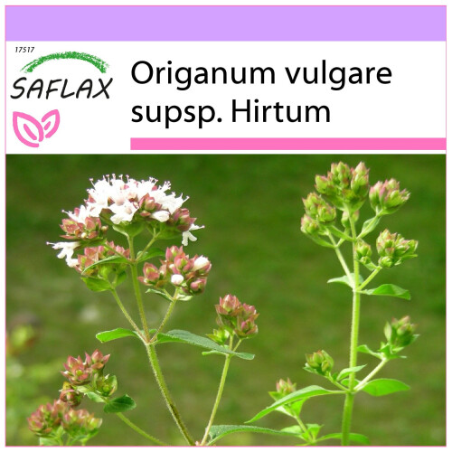 SAFLAX  - Griechischer Oregano - Origanum - 600 Samen