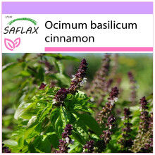 SAFLAX  - Zimtbasilikum - Ocimum - 200 Samen
