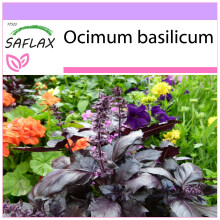 SAFLAX  - Rotes Basilikum - Ocimum - 200 Samen