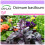 SAFLAX  - Rotes Basilikum - Ocimum - 200 Samen 1