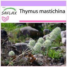 SAFLAX  - Spanischer Majoran - Thymus - 250 Samen