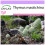 SAFLAX  - Spanischer Majoran - Thymus - 250 Samen 1