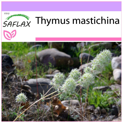 SAFLAX  - Spanischer Majoran - Thymus - 250 Samen