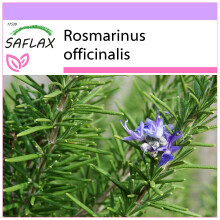 SAFLAX  - Rosmarin - Rosmarinus - 100 Samen
