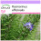 SAFLAX  - Rosmarin - Rosmarinus - 100 Samen 1