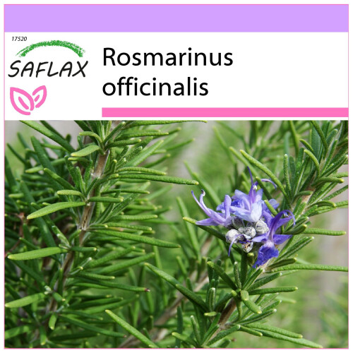 SAFLAX  - Rosmarin - Rosmarinus - 100 Samen