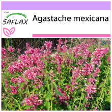 SAFLAX  - Limonen - Aniskraut - Agastache - 50 Samen