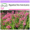 SAFLAX  - Limonen - Aniskraut - Agastache - 50 Samen 1