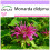 SAFLAX  - Goldmelisse - Monarda - 20 Samen 1