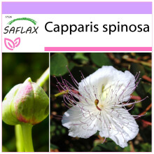 SAFLAX  - Kapernstrauch - Capparis - 25 Samen