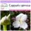 SAFLAX  - Kapernstrauch - Capparis - 25 Samen 1