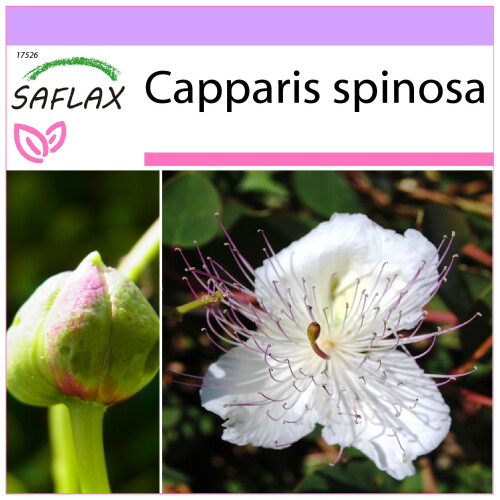 SAFLAX  - Kapernstrauch - Capparis - 25 Samen