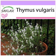 SAFLAX  - Thymian - Thymus - 200 Samen