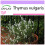 SAFLAX  - Thymian - Thymus - 200 Samen 1