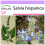 SAFLAX - Chía - 500 semillas - Salvia 1