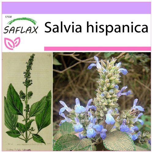 SAFLAX - Chía - 500 semillas - Salvia