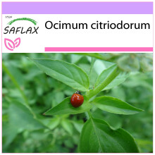 SAFLAX  - Limonen-Basilikum - Ocimum - 200 Samen