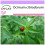 SAFLAX  - Limonen-Basilikum - Ocimum - 200 Samen 1