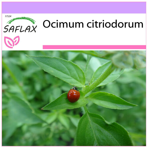 SAFLAX  - Limonen-Basilikum - Ocimum - 200 Samen