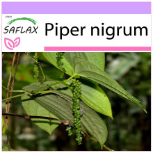 SAFLAX  - Pfeffer - Piper - 20 Samen