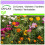 SAFLAX  - Schnittblumenwiese - Mix - 1000 Samen 1