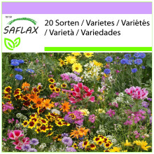SAFLAX  - Große Gartenzwerge - Mix - 1000 Samen