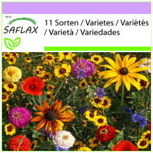 SAFLAX  - Kinderspaß - Mix - 1000 Samen
